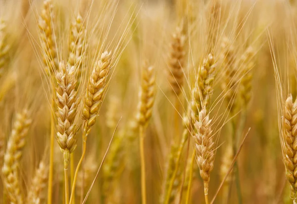 Épillets de blé — Photo