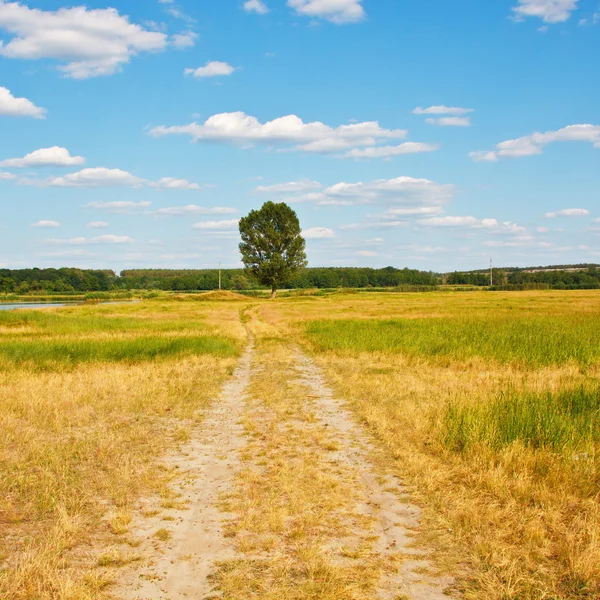 Bela paisagem. Estrada para uma árvore solitária — Fotografia de Stock