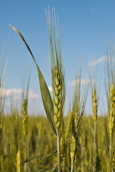 Hasat buğday — Stok fotoğraf
