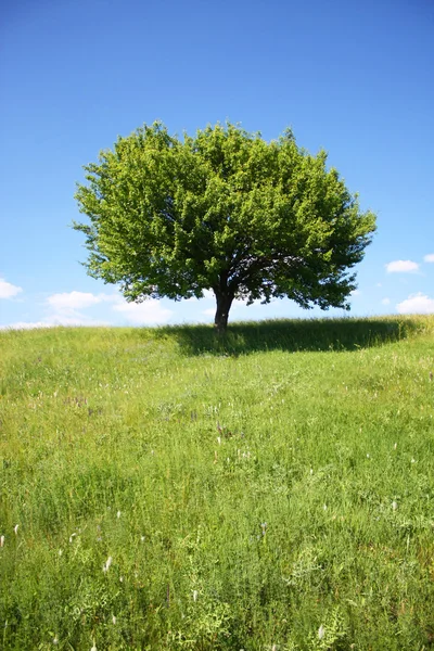 Árbol solitario — Foto de Stock