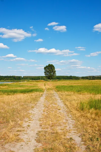 Schöne Landschaft. Weg zu einem einsamen Baum — Stockfoto