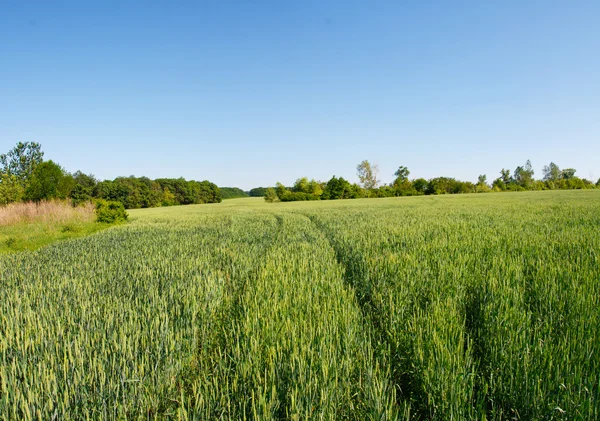 Campo verde — Foto Stock