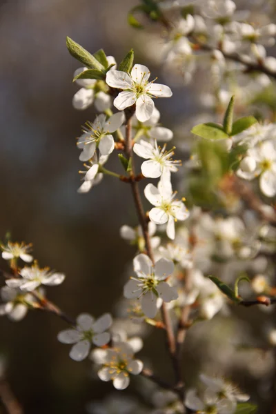 Aprikosenblüten. Frühlingsszene. — Stockfoto