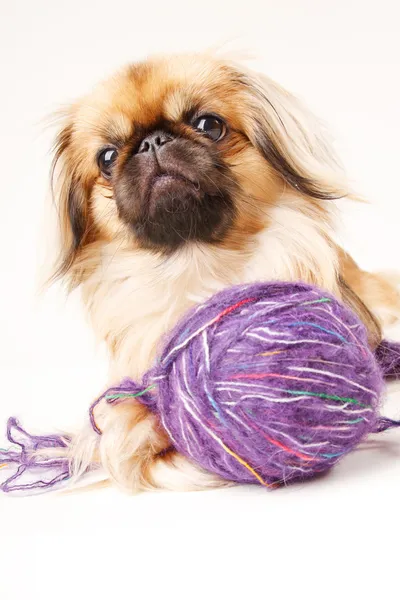 Pekingese köpek metin alanı olan beyaz bir arka plan