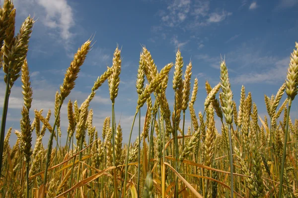 Spikelets of wheat — Stock Photo, Image