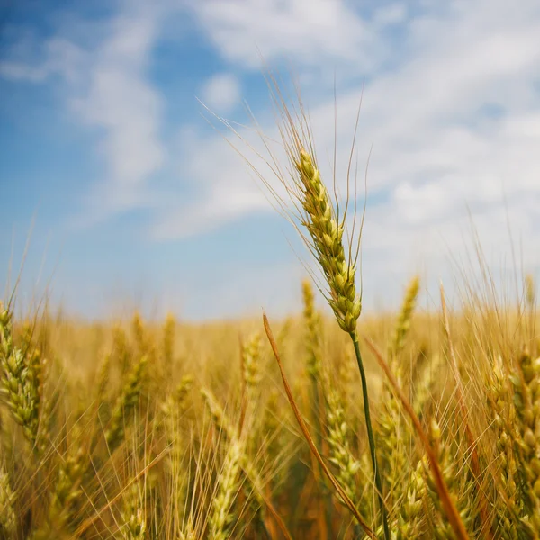 Espiguetas de trigo — Fotografia de Stock