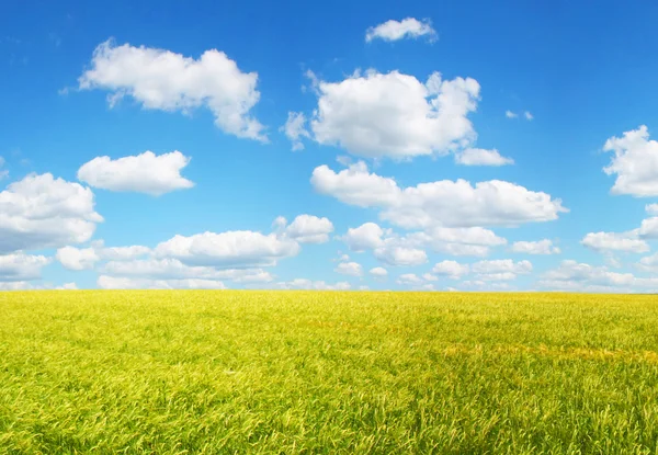 Lindamente paisagem de verão — Fotografia de Stock