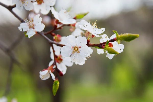 アプリコット、開花の分岐ツリー — ストック写真