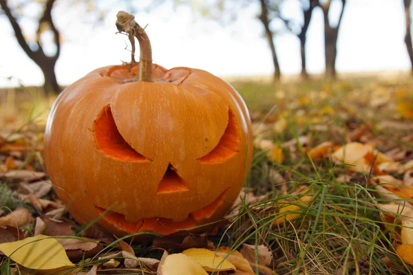 Abóboras de Halloween — Fotografia de Stock