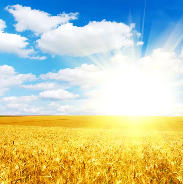 Prachtig zomer landschap — Stockfoto