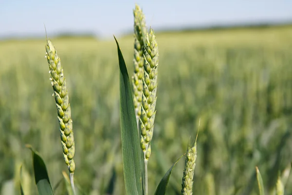 Harvest wheat — Stock Photo, Image