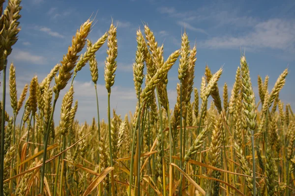 Spikelets of wheat Stock Picture