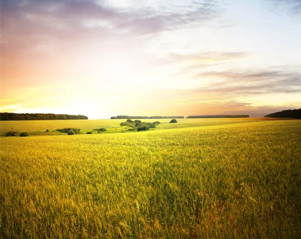 Lindamente paisagem de verão — Fotografia de Stock