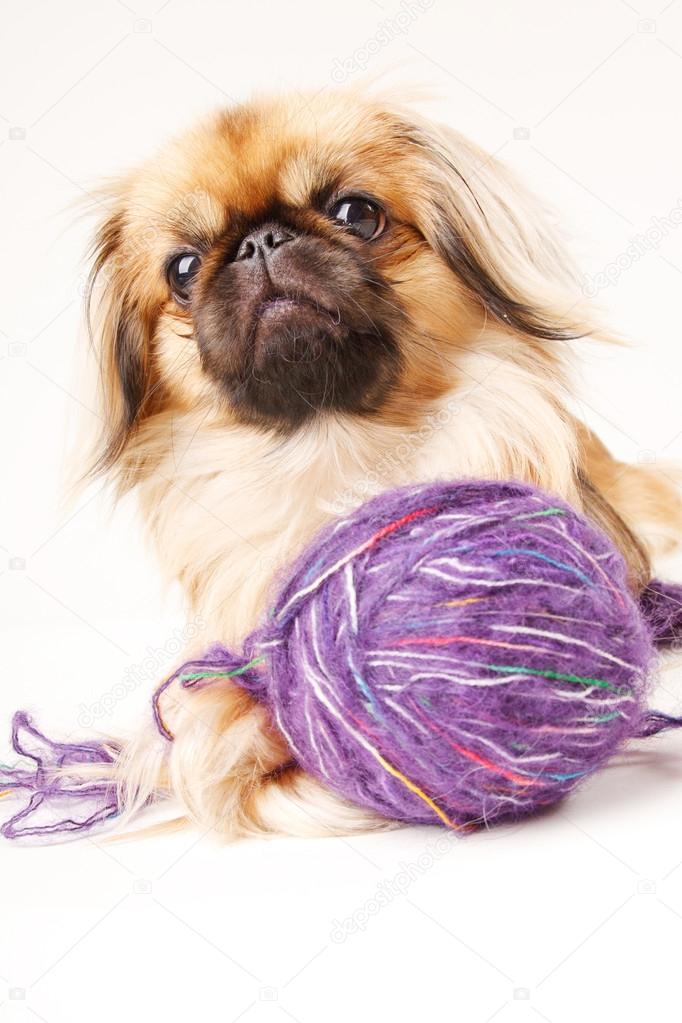 Pekingese dog a white background with space for text