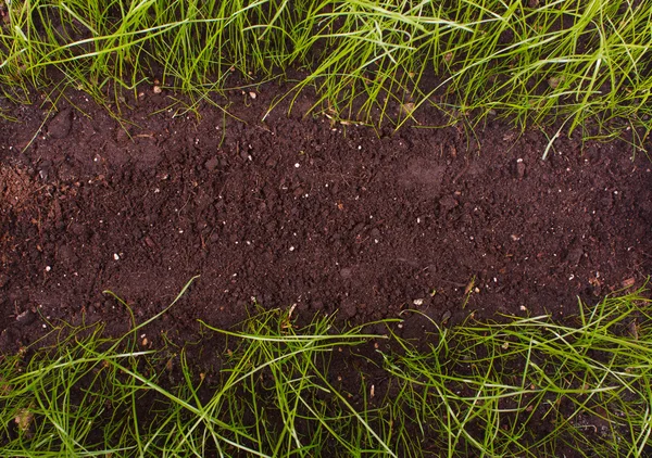 土壌中の緑の芝生 — ストック写真