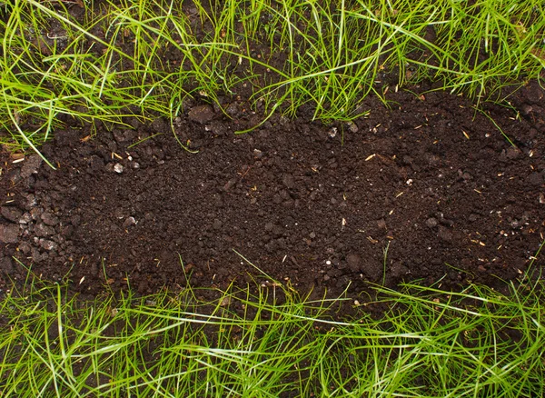 Green grass in soil — Stock Photo, Image