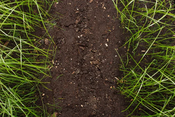 Erba verde nel terreno — Foto Stock