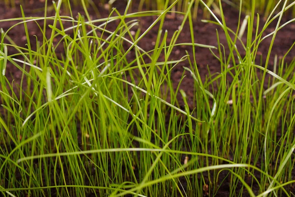 Grama verde no solo — Fotografia de Stock