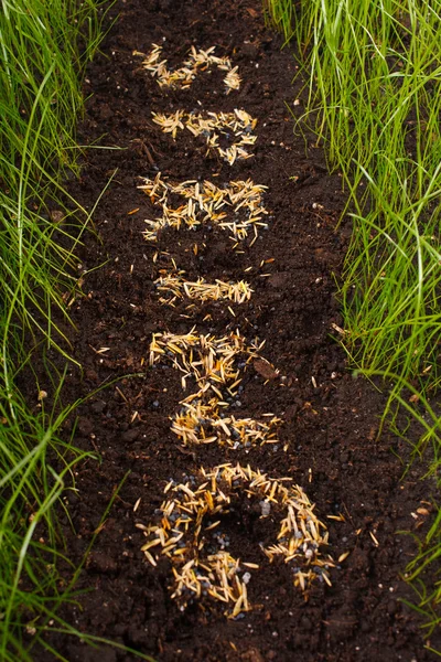 Zielona trawa w glebie — Zdjęcie stockowe