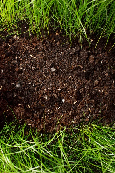 Green grass in soil — Stock Photo, Image