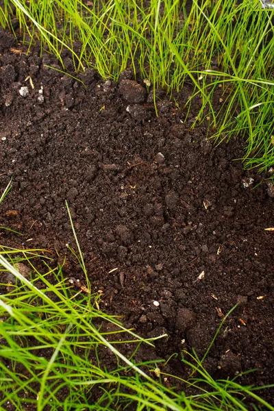 Green grass in soil — Stock Photo, Image