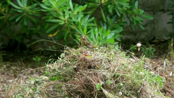Птичье гнездо — стоковое видео