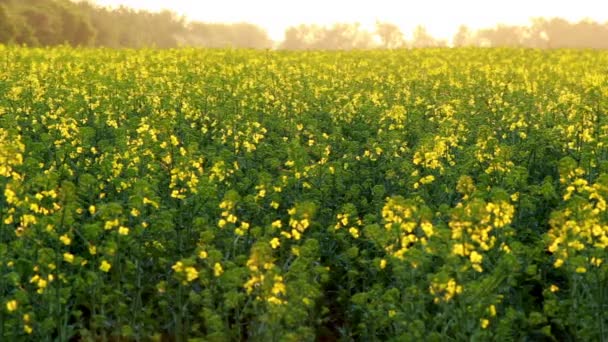 Canola floreciendo — Vídeos de Stock