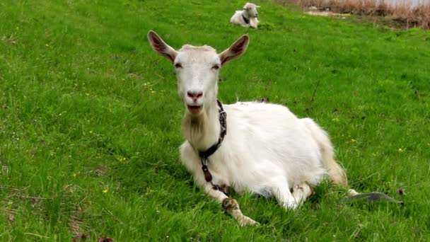 Chèvre au pâturage — Video