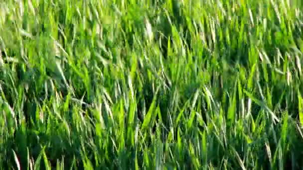 Secousses d'herbe 