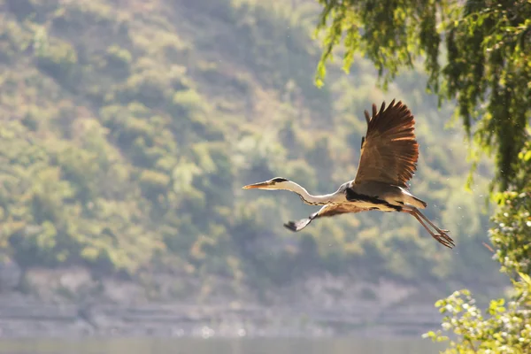 Reiher fliegen — Stockfoto