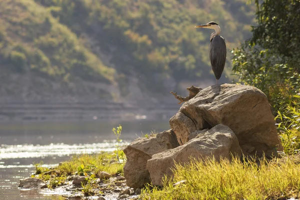 Heron flying — Stockfoto