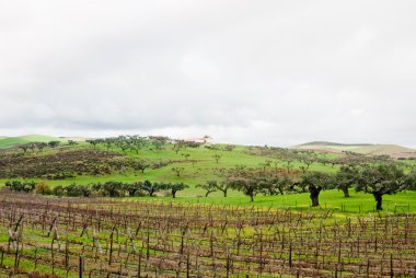 Vineyard in autumn in Alentejo, clipart