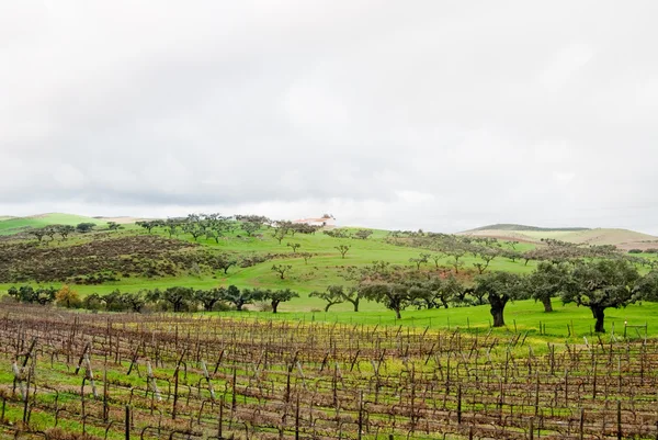 Vingård i höst i alentejo, — Stockfoto