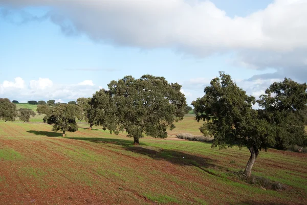 Пейзаж зеленого поля с деревьями — стоковое фото