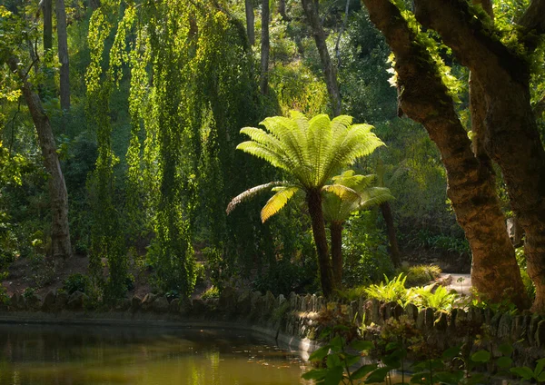 Skogen fairy — Stockfoto