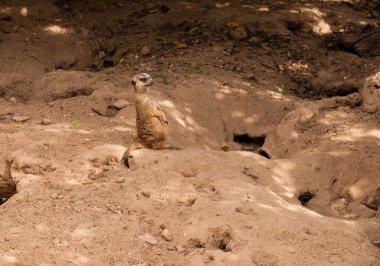 fundalıklardır Lagos Hayvanat Bahçesi