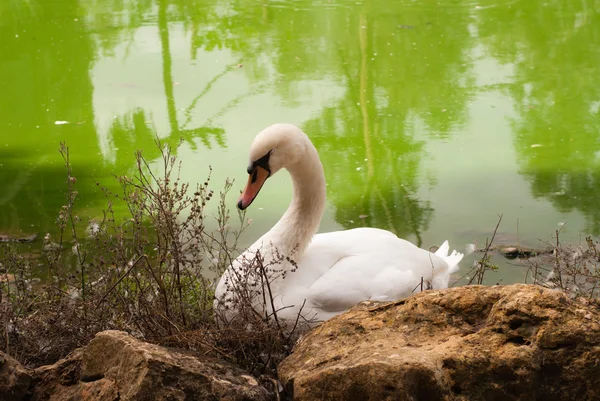 El cisne blanco en el zoológico — Foto de Stock
