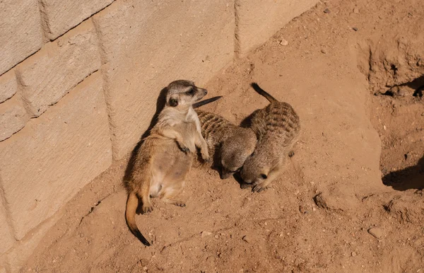 Meerkat i Dyrehagen i Lagos – stockfoto