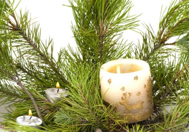 on ağacının brach mum