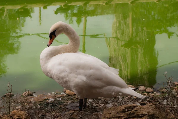 O cisne branco no zoológico — Fotografia de Stock