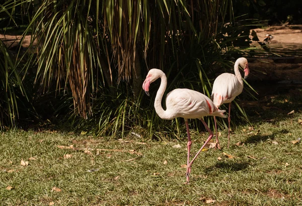 O flamengo rosa no zoológico — Fotografia de Stock