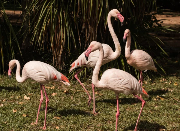 O flamengo rosa no zoológico — Fotografia de Stock