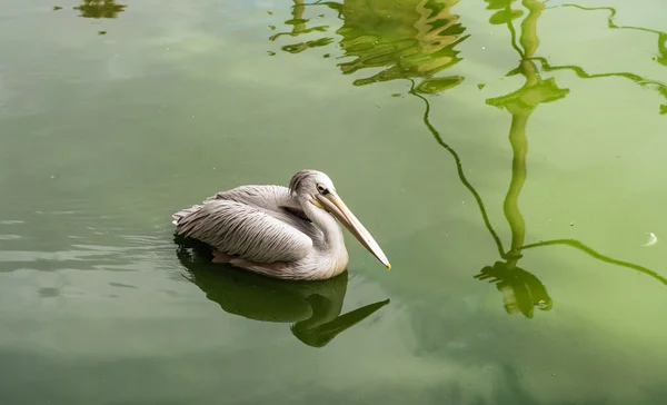 O pelicano no lago no zoológico — Fotografia de Stock