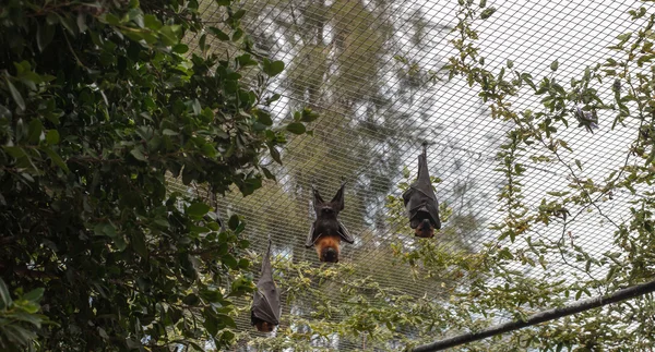 El zorro volador en el árbol (murciélago ) — Foto de Stock