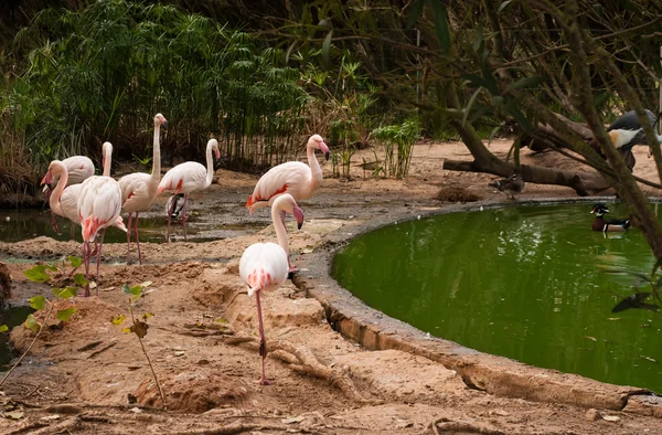 O flamengo rosa no zoológico — Fotografia de Stock