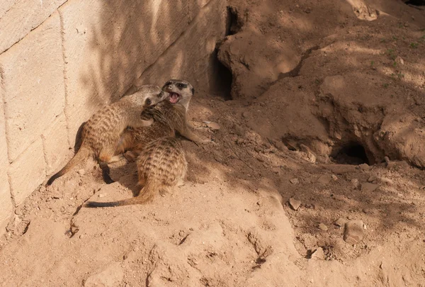 Meerkats nello zoo di Lagos — Foto Stock