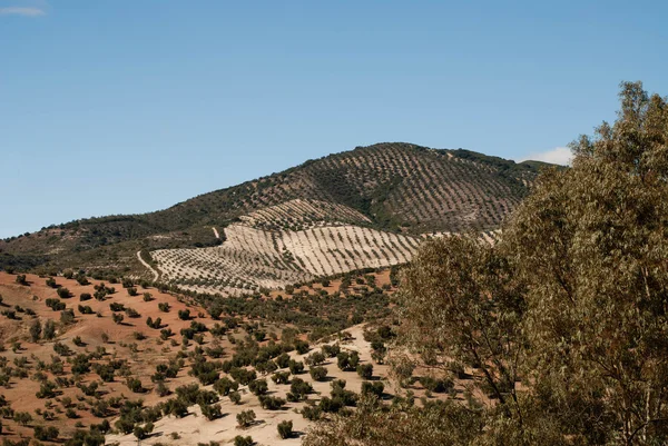 Spaanse landschap buiten olvera, Spanje — Stockfoto