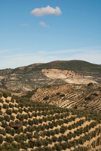 Paysage espagnol en dehors de Olvera, Espagne — Photo