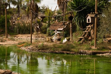 Hayvanat bahçesinde kuşları