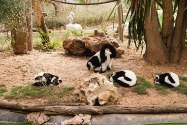 monkes Hayvanat Bahçesi